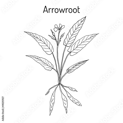 West Indian arrowroot Maranta arundinacea , or obedience plant, araru, ararao © foxyliam