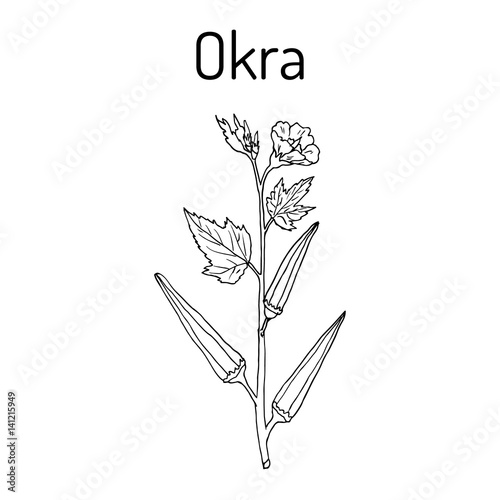Okra Abelmoschus esculentus , or Lady Finger Plant.