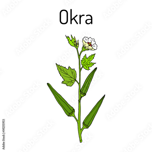 Okra Abelmoschus esculentus , or Lady Finger Plant.