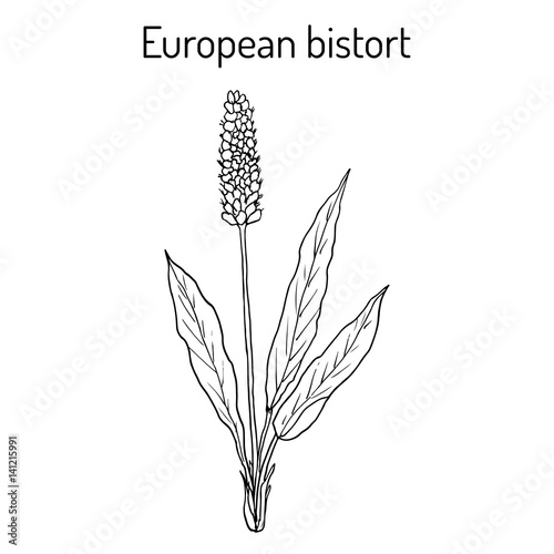 Fototapeta Naklejka Na Ścianę i Meble -  European Bistort Bistorta officinalis , or snakeweed, dragonwort, medicinal plant