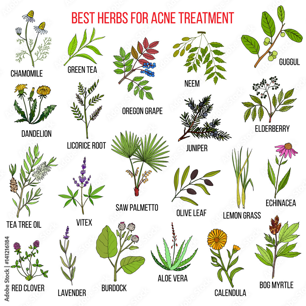 Collection of herbs for acne treatment - obrazy, fototapety, plakaty 
