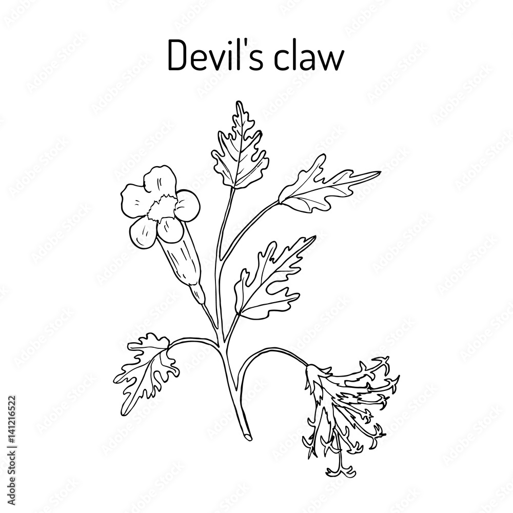 Devil s Claw Harpagophytum procumbens , or grapple plant, wood spider Devil s Claw Harpagophytum procumbens , or grapple plant, wood spider