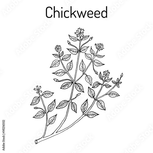 Chickweed Stellaria media or chickenwort, craches, maruns, winterweed photo