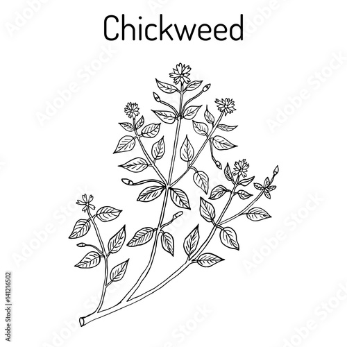 Chickweed Stellaria media or chickenwort, craches, maruns, winterweed