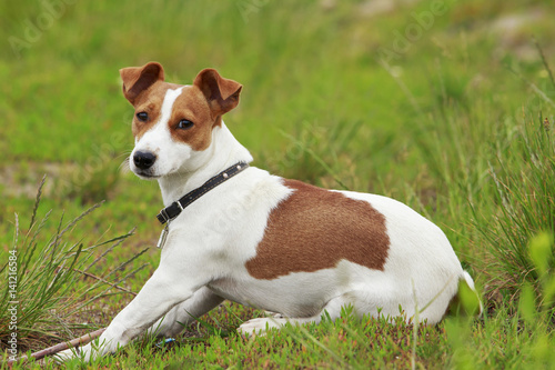 the Jack Russell Terrier dog