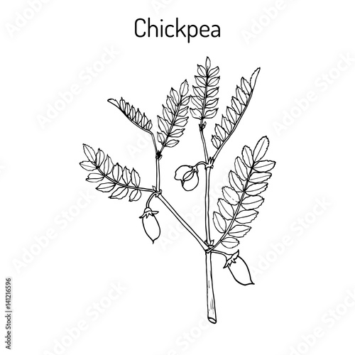 Chickpea Cicer arietinum , or bengal gram, garbanzo bean, egyptian pea