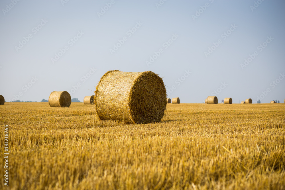 Rolls of haystacks on the field. Summer farm scenery with haystack on the Background of beautiful sunset. Agriculture Concept.Harvest concept