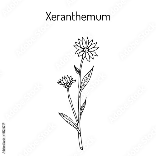 Annual everlasting or immortelle Xeranthemum annuum   flower plant