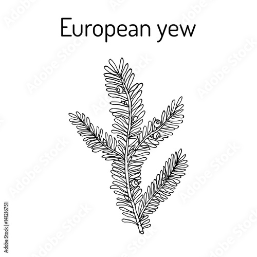 European yew Taxus baccata , poisonous plant.