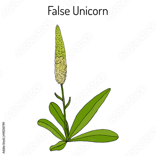 False unicorn Chamaelirium luteum , or blazing-star, devil s bit, fairy wand, helonias - ornamental and medical plant