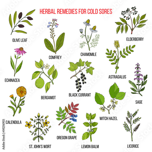 Best herbal remedies for cold sores