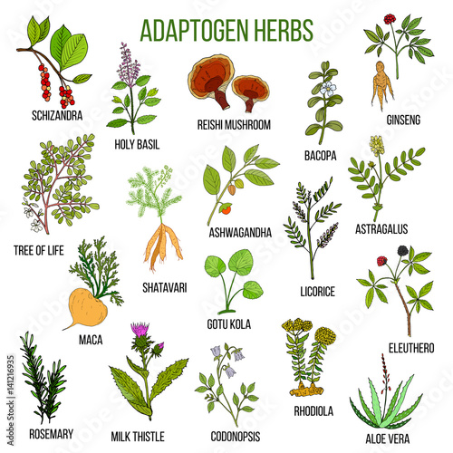 Adaptogen herbs. Hand drawn set of medicinal plants