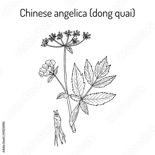 Angelica sinensis, or dong quai, or female ginseng - medicinal herb