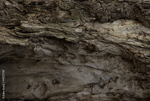 Tree bark texture background
