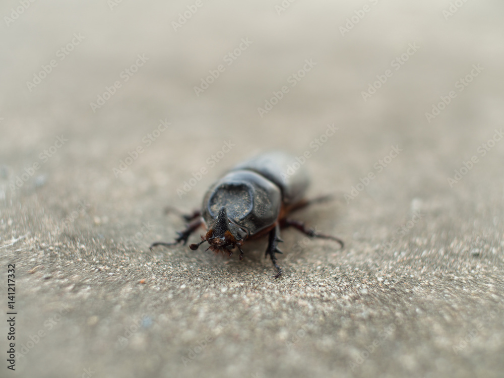 The Black Coleoptera walking