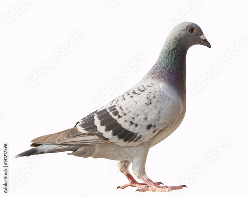 side view of pigeon bird isolated white background