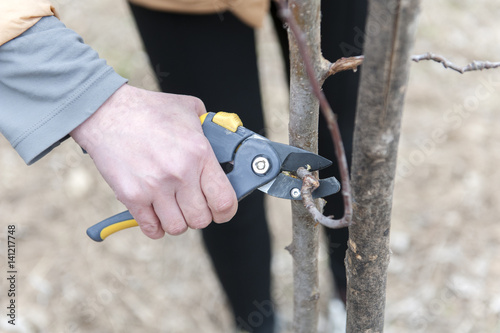 Person pruning a tree with yellow clippers