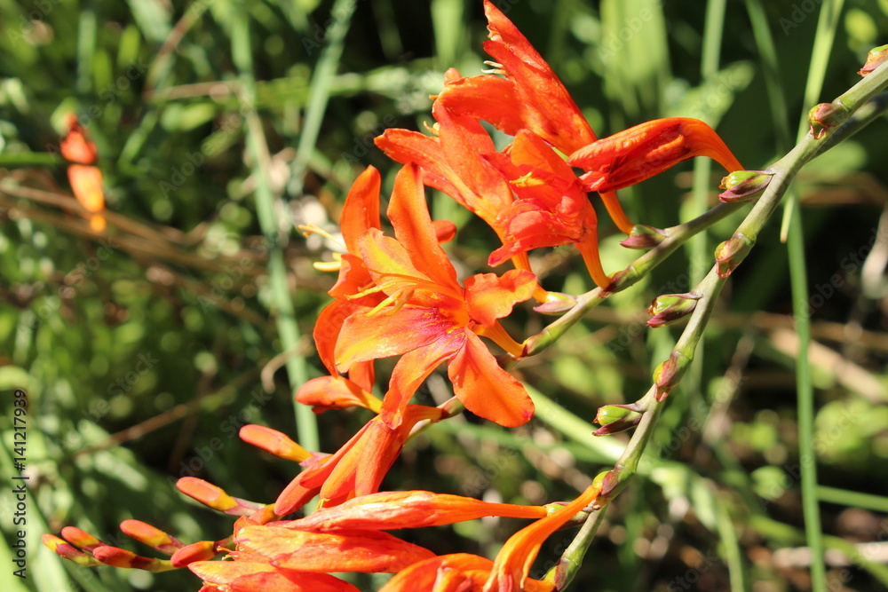 Red "Giant Montbretia" flowers (or Swan Crocosmia, Montbretia Bulbs) in St.  Gallen, Switzerland. Its Latin name is Crocosmia Masoniorum, native to  South Africa. Stock Photo | Adobe Stock