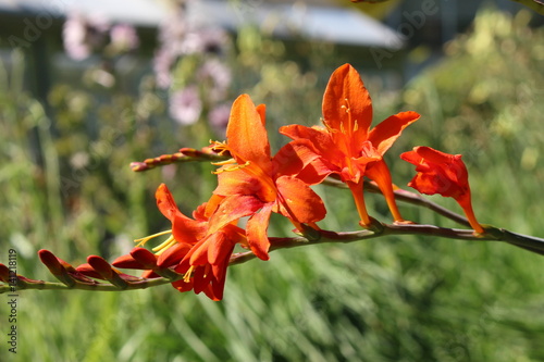 Fototapeta Naklejka Na Ścianę i Meble -  Red 