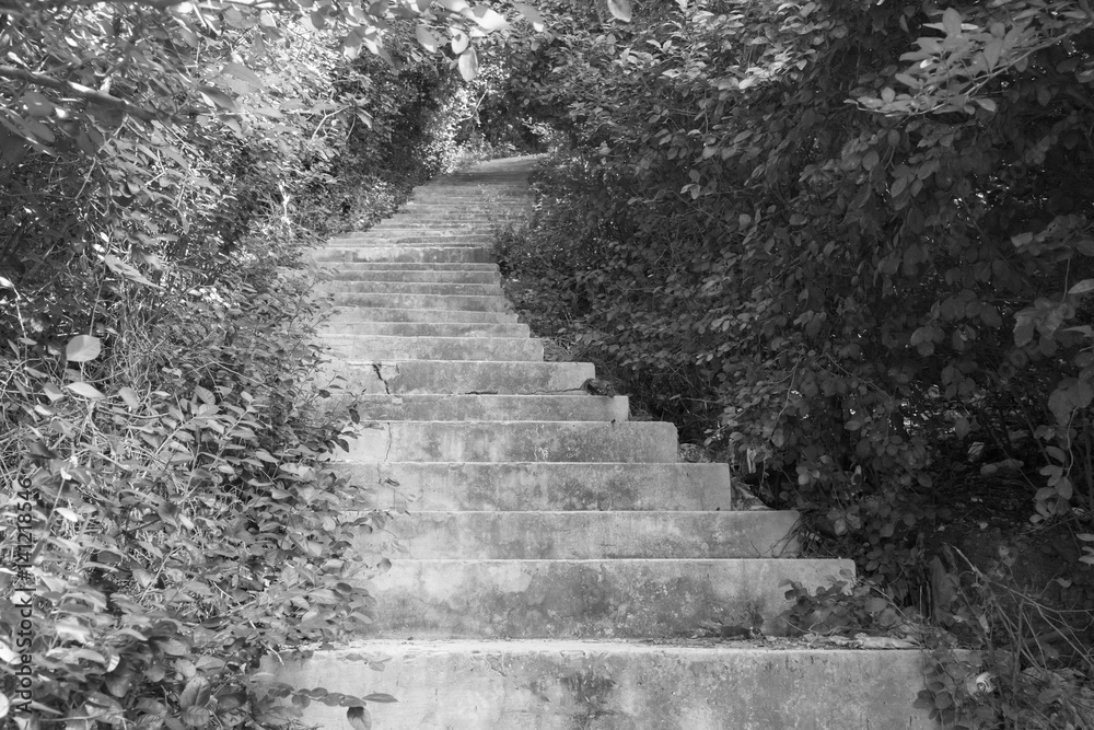 Fototapeta premium Descent on stone steps in the middle of dense vegetation - black and white