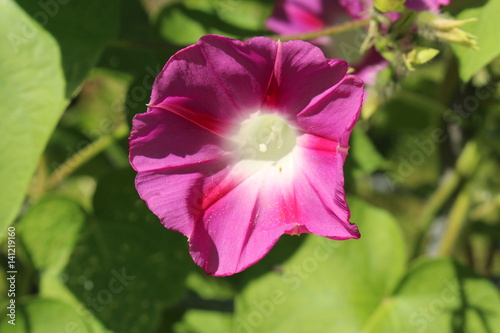Pink "Common Morning Glory" flower (or Tall Morning Glory) in St. Gallen, Switzerland. Its Latin name is Pharbitis Purpurea (Syn Ipomoea Purpurea), native to tropical America.