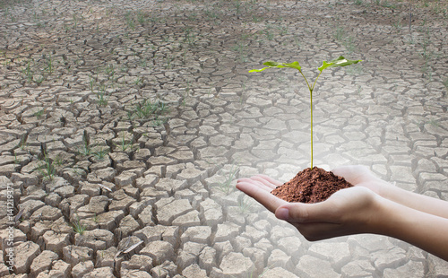 Protecting the forest,Plant a tree:Trees in hands with Dryness of the forest abstract background. Ecology concept