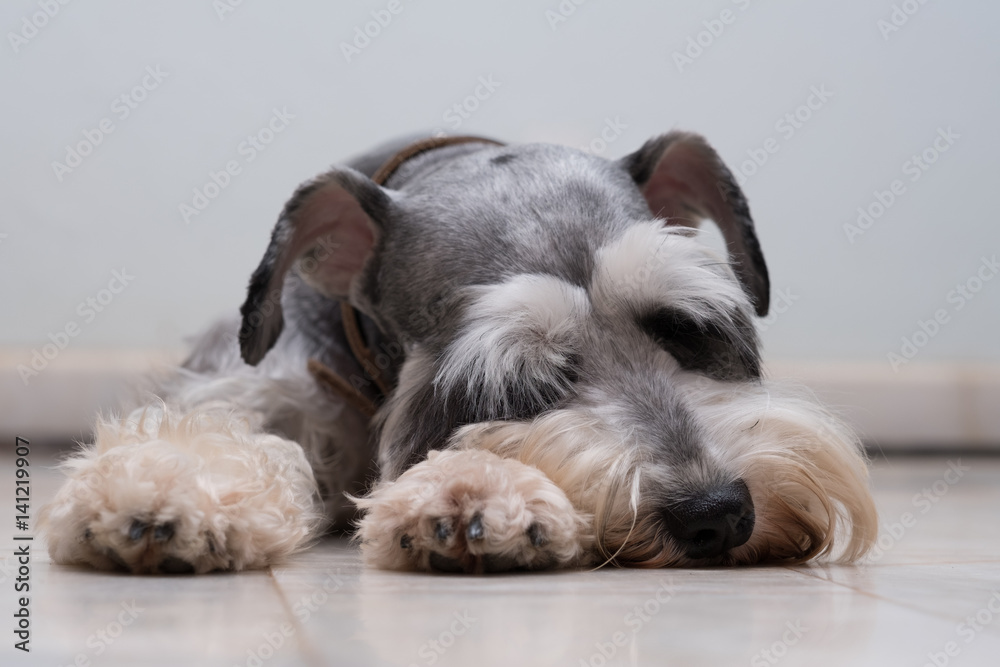 How Much Do Schnauzers Sleep