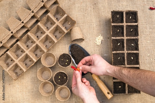 Working in the garden at sowing seeds in peat pots. View from above photo