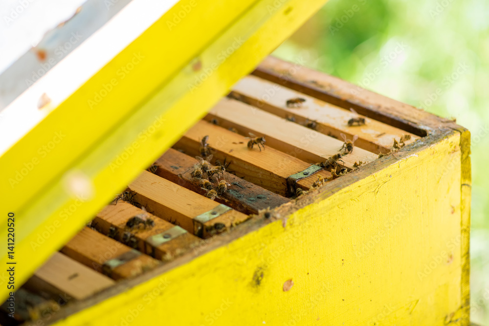 Hives in the apiary