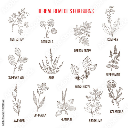 Collection of herbs for burns