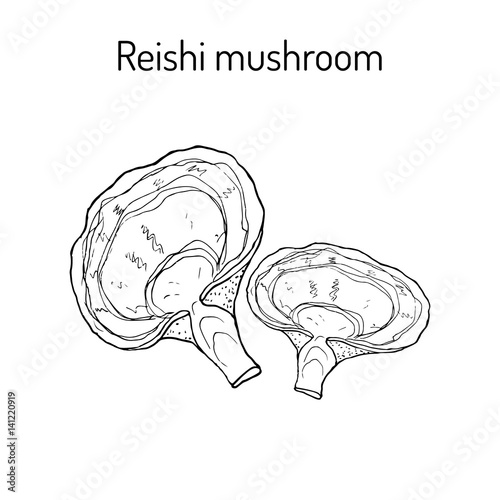 Reishi mushroom Ganoderma lucidum , superfood, medicinal plant