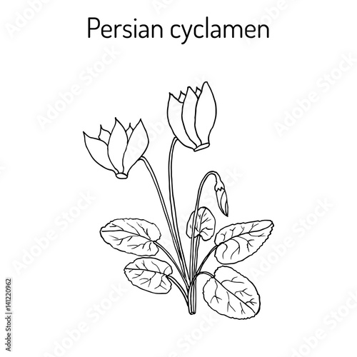 Cyclamen cyclamen persicum   flowering plant