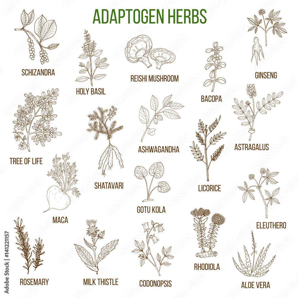 Adaptogen herbs. Hand drawn set of medicinal plants Adaptogen herbs. Hand drawn set of medicinal plants