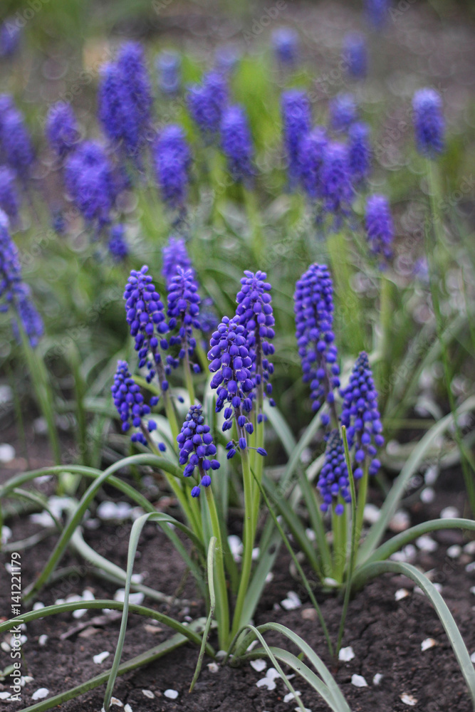 Fototapeta premium blossom blue muscari flowers in garden, natural abstract background. nature artistic image with spring blue hyacinth flowers. Gardening spring season concept
