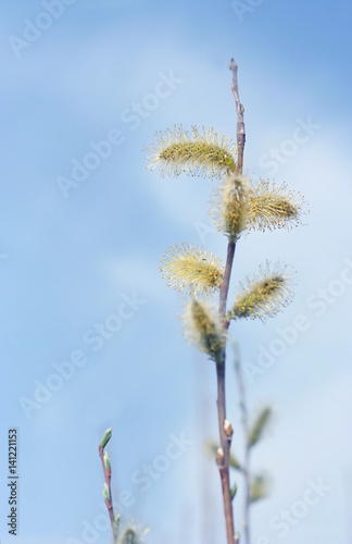 blossom willow branch against blue sky natural abstract background. nature artistic image with willow branch. symbol of spring, Palm Sunday. early spring season concept.