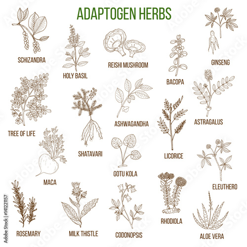 Adaptogen herbs. Hand drawn set of medicinal plants