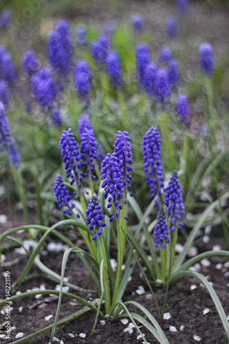 blossom blue muscari flowers in garden, natural abstract background. nature artistic image with spring blue hyacinth flowers. Gardening spring season concept