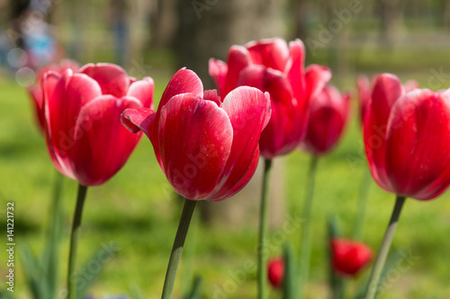 Beautiful Carmine with white border tulips (lat. Tulipa) in spring garden