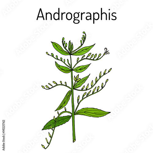 Andrographis paniculata  or king of bitters  ayurvedic herb