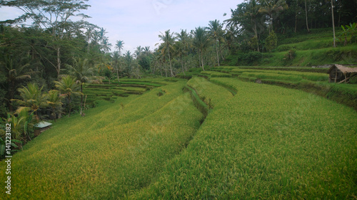 the green plantation rice field view with small wooden houses, which is spread along the principle of steps and is situated in a tropical forest