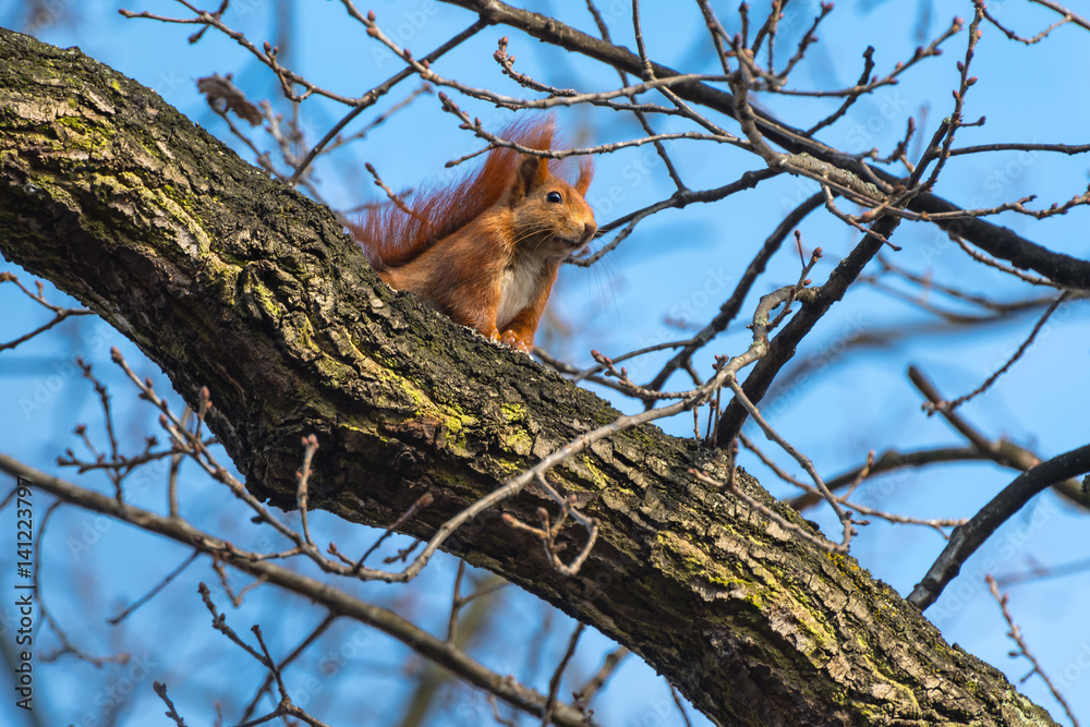 Frühling in Sicht – neugieriges Eichhörnchen sitzt in der Frühlingssonne auf alter Eiche und hält Ausschau; Sciurus vulgaris; Quercus; Lebensraum; Natur Frühling in Sicht – neugieriges Eichhörnchen sitzt in der Frühlingssonne auf alter Eiche und hält Ausschau; Sciurus vulgaris; Quercus; Lebensraum; Natur
