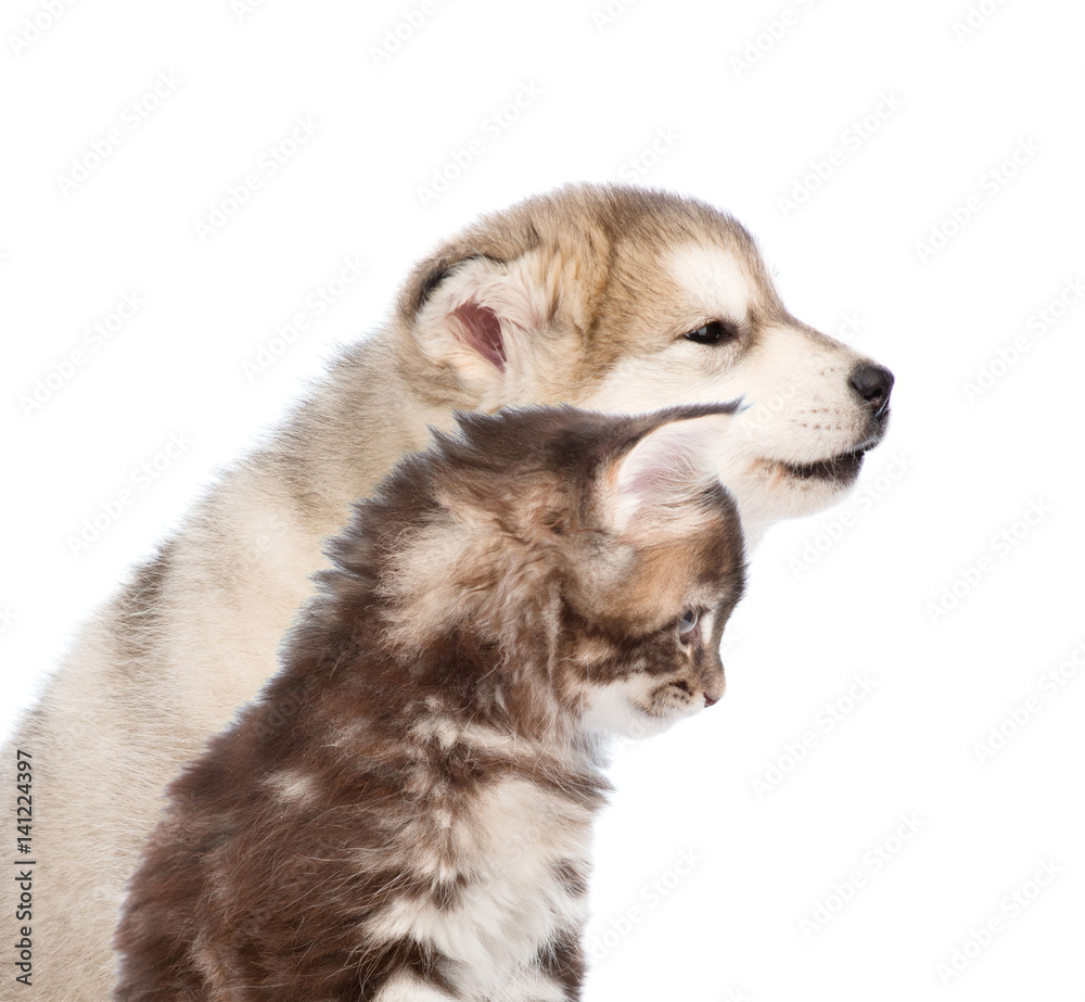 Close up Siberian Husky puppy and maine coon kitten together in profile. isolated on white background