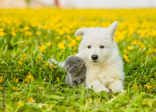 Cute puppy and kitten lying together on dandelion field © Ermolaev Alexandr