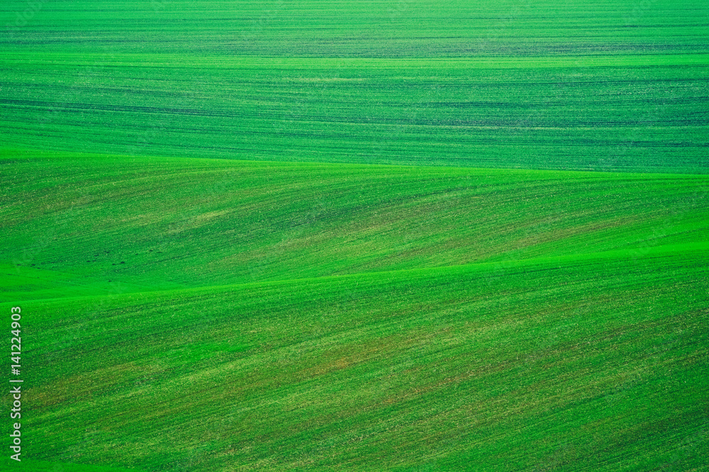 Nature abstract background, green field in South Moravia, Czech Republic