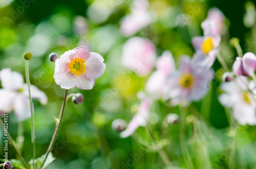 Pale pink flower Japanese anemone, close-up