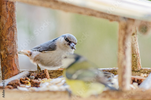 gray-white bird nuthatch with a large head, a short neck with a stocky body and a small tail
 photo