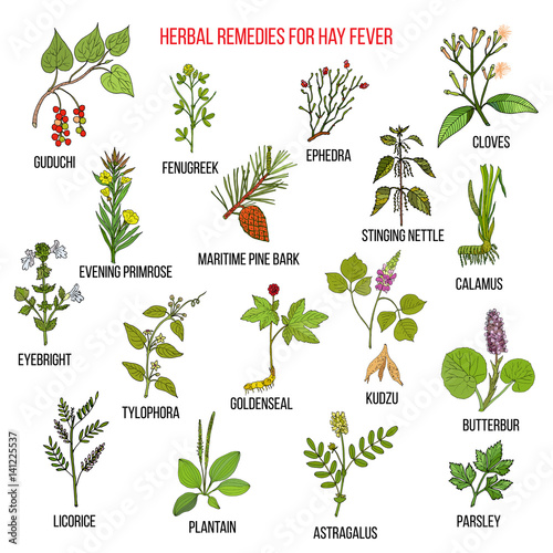 Best herbal remedies for hay fever