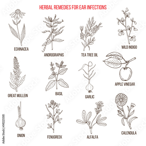 Best medicinal herbs for ear infections