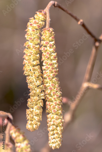 Highly allergenic pollen from the hazel catkins in early spring, closeup