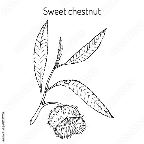 Sweet chestnut Castanea sativa 